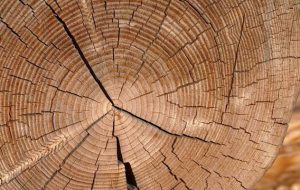 Características de la madera