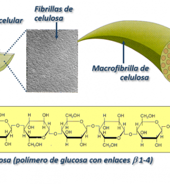 estructura molecular de la celulosa